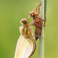 Newly emerged Four-Spotted Chaser 3 